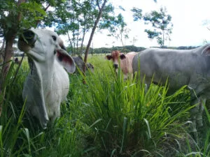 silvopastoriles6_agrosavia